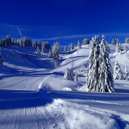 Les Gets bowl “Reine des Pres”